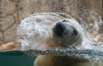 Polar Bear – Hogle Zoo
