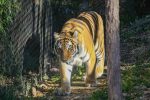 Utha’s Hogle Zoo Amur Tiger