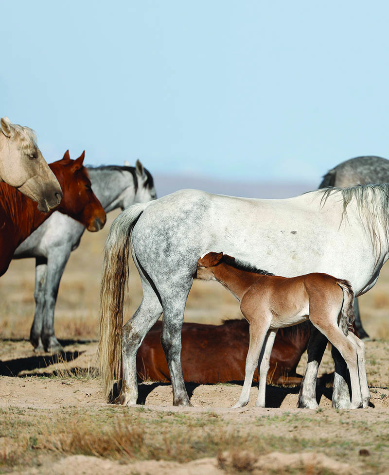 Utah's Wild Horse Herds